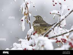 Attēlu rezultāti vaicājumam “Turdus viscivorus adult”