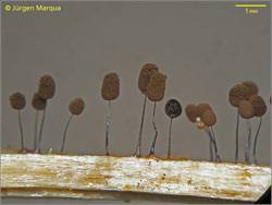 Attēlu rezultāti vaicājumam “Comatricha laxa”