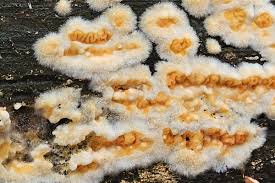 Attēlu rezultāti vaicājumam “Didymium serpula”