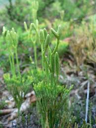 Attēlu rezultāti vaicājumam “Diphasiastrum tristachyum”