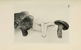 Attēlu rezultāti vaicājumam “Dianema depressum spores”