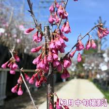 Image result for 緋寒桜