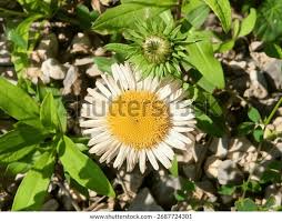 Attēlu rezultāti vaicājumam “Inula salicina leaf”