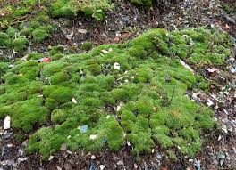 Attēlu rezultāti vaicājumam “Bryum argenteum”