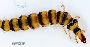 Attēlu rezultāti vaicājumam “Agrotis ripae larva”