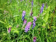 Attēlu rezultāti vaicājumam “Vicia cracca bud”