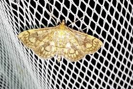 Attēlu rezultāti vaicājumam “Anania stachydalis”