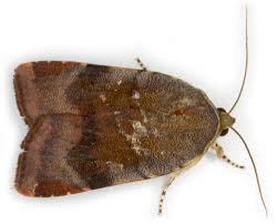 Attēlu rezultāti vaicājumam “Euphydrias aurinia upperside”