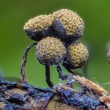 Attēlu rezultāti vaicājumam “Cribraria aurantiaca var. persoonii spores”