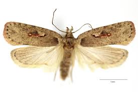 Attēlu rezultāti vaicājumam “Agonopterix ocellana”