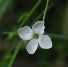 Attēlu rezultāti vaicājumam “Veronica scutellata”