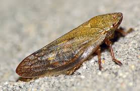 Attēlu rezultāti vaicājumam “Aphrophoridae”