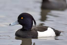 Attēlu rezultāti vaicājumam “Aythya fuligula male”