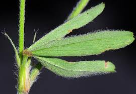 Attēlu rezultāti vaicājumam “Trifolium arvense”