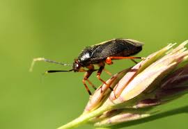 Attēlu rezultāti vaicājumam “Capsus ater”