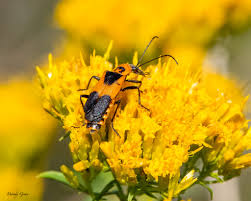 Attēlu rezultāti vaicājumam “Ptinus sp. female”