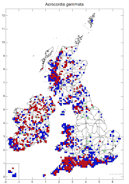 Attēlu rezultāti vaicājumam “Acrocordia gemmata”