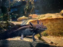 Attēlu rezultāti vaicājumam “Reptilia”