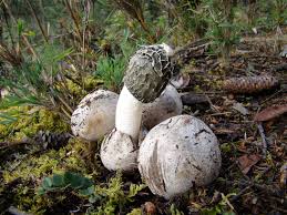 Attēlu rezultāti vaicājumam “Phallus impudicus”