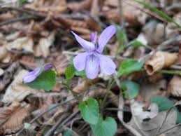 Attēlu rezultāti vaicājumam “Viola canina flower”