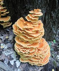 Attēlu rezultāti vaicājumam “Laetiporus sulphureus”