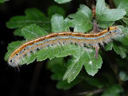 Attēlu rezultāti vaicājumam “Malacosoma neustria larva”