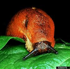 Attēlu rezultāti vaicājumam “Arion rufus”