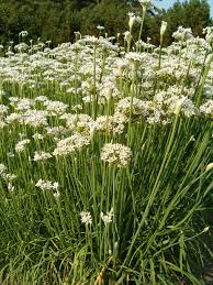 Image result for Allium tuberosum
