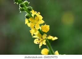 Attēlu rezultāti vaicājumam “Agrimonia pilosa”