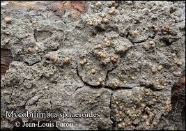 Attēlu rezultāti vaicājumam “Biatora sphaeroides”