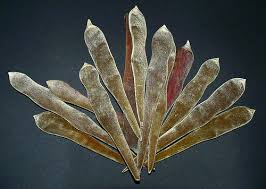 Attēlu rezultāti vaicājumam “Laburnum”