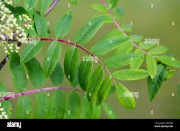 Attēlu rezultāti vaicājumam “Sorbus aucuparia leaf”