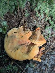 Attēlu rezultāti vaicājumam “Hydnellum aurantiacum”