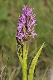 Attēlu rezultāti vaicājumam “Dactylorhiza cruenta flower”