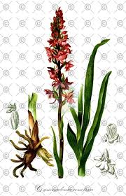 Attēlu rezultāti vaicājumam “Gymnadenia conopsea fruit”