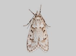 Attēlu rezultāti vaicājumam “Diurnea fagella”