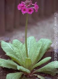 Attēlu rezultāti vaicājumam “Primula x margotae”