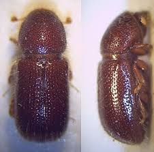 Attēlu rezultāti vaicājumam “Scolytidae”