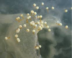 Attēlu rezultāti vaicājumam “Physarum globuliferum young”