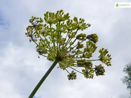 Attēlu rezultāti vaicājumam “Selinum carvifolia fruit”
