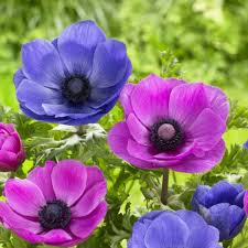 Image result for Anemonenarten