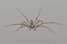 Attēlu rezultāti vaicājumam “Philodromidae”