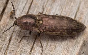 Attēlu rezultāti vaicājumam “Actenicerus sjaelandicus”