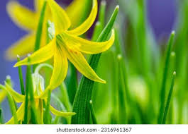 Attēlu rezultāti vaicājumam “Gagea lutea bud”