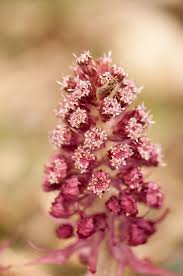 Image result for Petasites officinalis