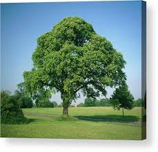 Attēlu rezultāti vaicājumam “Ulmus glabra”