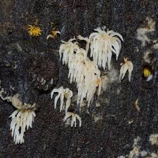 Attēlu rezultāti vaicājumam “Mucronella”