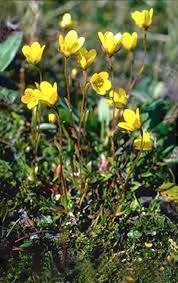Attēlu rezultāti vaicājumam “Saxifraga hirculus”