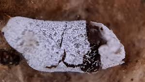 Attēlu rezultāti vaicājumam “Badhamiopsis ainoae”