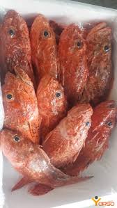 Image result for Scorpaena scrofa